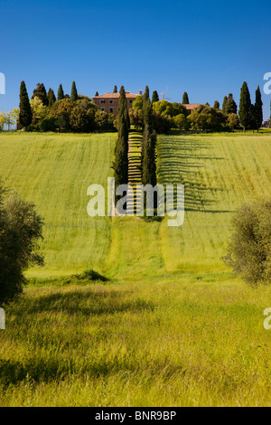 Villa am Ende Zypressen gesäumten Gasse in der Nähe von San Quirico Val d ' Orcia Toskana Italien Stockfoto