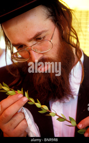 Israel, Laubhüttenfestvideo Urlaub, Inspektion der Hadas auf vier Arten-Markt in Jerusalem Stockfoto