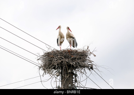 Die Weißstörche (Ciconia Ciconia) im Nest auf der Pole, Masowien Region in Polen Stockfoto