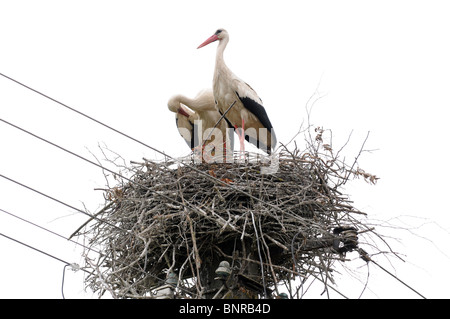 Die Weißstörche (Ciconia Ciconia) im Nest auf der Pole, Masowien Region in Polen Stockfoto