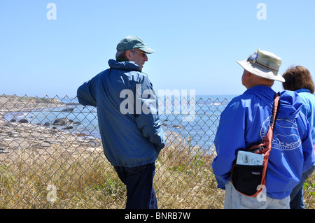 Europäische Touristen beobachten See-Elefanten - Mirounga Angustirostris - Piedras Blancas Beach, Kalifornien, USA Stockfoto