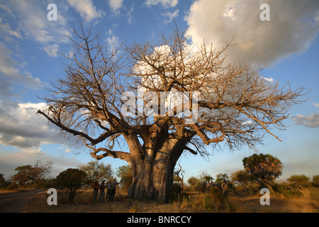 Touristen unter einem riesigen Baobab-Baum (Affenbrotbäume Digitata), Selous Game Reserve, Tansania Stockfoto