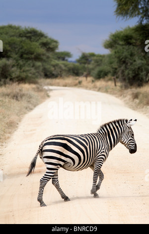 Zebrastreifen die Straße Tarangire Nationalpark, Tansania Stockfoto