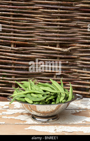 Nach Hause angebauten Stangenbohnen in Metall Sieb Stockfoto