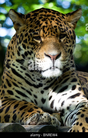 Jaguar (Panthera Onca) Stockfoto