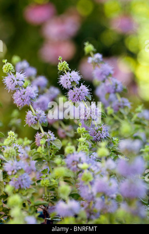 Poleiminze (Mentha Pulegium) Stockfoto