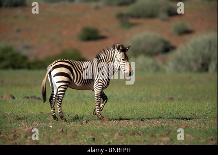 Hartmanns Bergzebra Equus Zebra Hartmannae bei Palmwag in Namibia Stockfoto