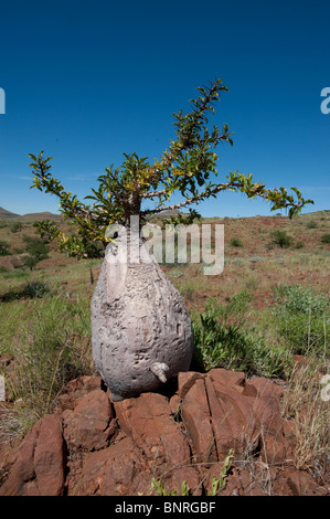 Flaschenbaum Pachypodium Lealii bei Palmwag Namibia Stockfoto