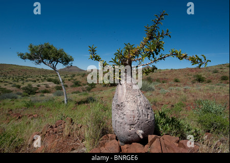 Flaschenbaum Pachypodium Lealii bei Palmwag Namibia Stockfoto