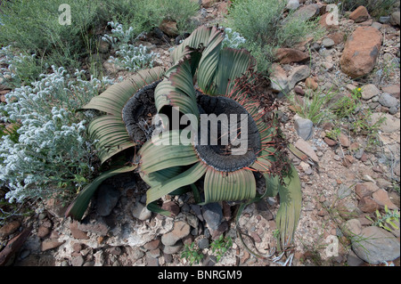 Welwitschia Mirabilis Werk in Palmwag Namibia Stockfoto