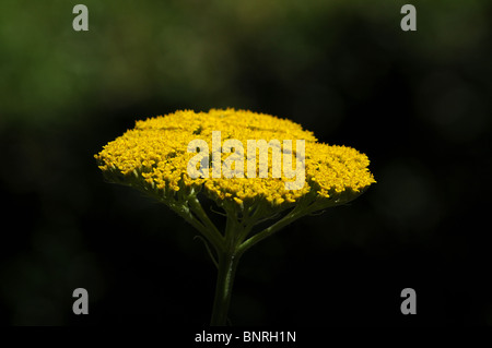 Achillea Filipendulina Klg Fernleaf Schafgarbe Stockfoto