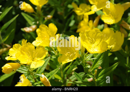 Oenothera Fruticosa L., Trivialname: Narrow-Leaved Sundrops oder Feuerwerk Sundrops oder Narrowleaf Evening Primrose Stockfoto