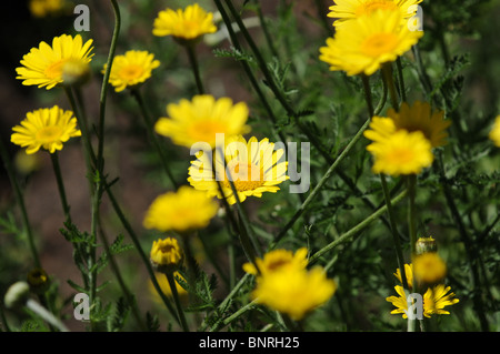 Anthemis Tinctoria L., Trivialnamen: Golden Marguerite, Marguerite Daisy, Ochsen-Auge Kamille, Boston oder Paris Gänseblümchen Stockfoto