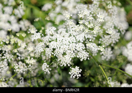 Größere Burnet Steinbrech (Pimpinella großen) Anlage Stockfoto