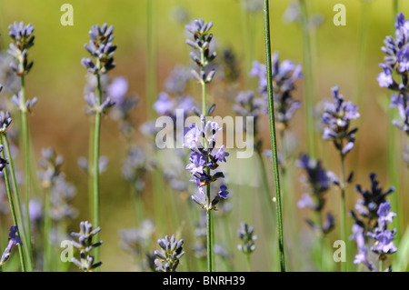 Lavandula Angustifolia P. Mühle. (auch Lavandula Spica oder Lavandula Vera) - englischer Lavendel oder gemeinsame Lavendel Stockfoto