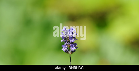 Lavandula Angustifolia P. Mühle. (auch Lavandula Spica oder Lavandula Vera) - englischer Lavendel oder gemeinsame Lavendel Stockfoto