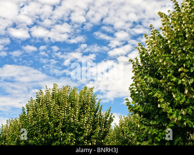 Tilleul beschnitten / Linden, Indre-et-Loire, Frankreich. Stockfoto