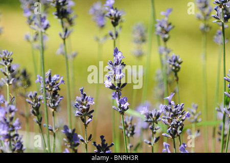 Lavandula Angustifolia P. Mühle. (auch Lavandula Spica oder Lavandula Vera) - englischer Lavendel oder gemeinsame Lavendel Stockfoto