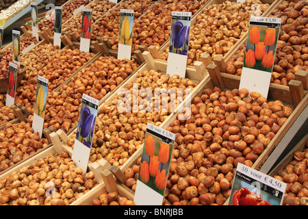 Tulpenzwiebeln vom Blumenmarkt in amsterdam Stockfoto