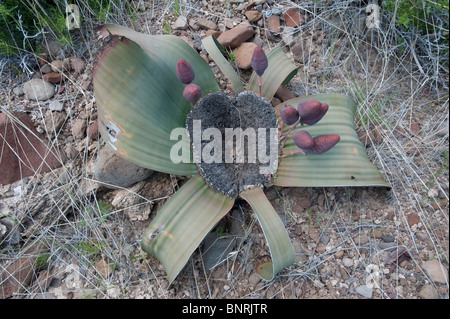 Welwitschia Mirabilis Pflanze Früchte in Palmwag Namibia Stockfoto