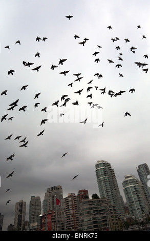 Ein Schwarm Tauben fliegen über eine Kulisse der Innenstadt von Vancouver. Stockfoto
