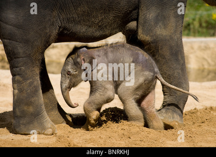 Baby asiatischen Elefanten Ganesh Vijay August 2009 in Twycross Zoo Warwickshire geboren, durch künstliche Befruchtung Stockfoto