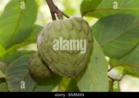 Cherimoya - Annona cherimola Stockfoto