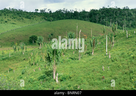 Brasilien, Bundesstaat Bahia, Abholzung des Atlantischen Regenwaldes, Una Gegend, "Piacaba" Palme (Attalea Funifera), Native. Stockfoto