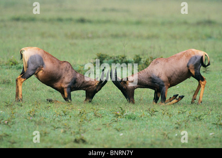 Topi, (Damaliscus Korrigum), Männchen kämpfen, Masai Mara, Kenia. Stockfoto