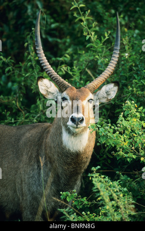 Defassa Wasserbock, (Kobus Ellipsiprymnus), Queen Elizabeth National Park, Uganda. Stockfoto