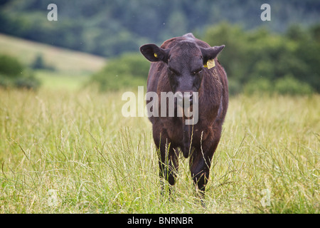 Aberdeen Angus-Rindern auf Weide Gebiet vor dem Hintergrund der aus Fokus Hills in Perthshire, Schottland Stockfoto