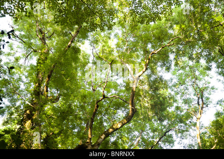 Sonnenlicht fällt eine Aussicht Blick in ein Baumdach in einem britischen Cornish Holz an einem Sommertag Stockfoto