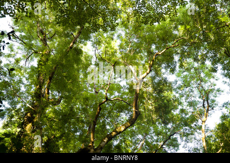 Sonnenlicht fällt eine Aussicht Blick in ein Baumdach in einem britischen Cornish Holz an einem Sommertag Stockfoto