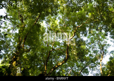 Sonnenlicht fällt eine Aussicht Blick in ein Baumdach in einem britischen Cornish Holz an einem Sommertag Stockfoto