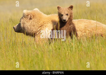 Fotoarchiv der ein Alaskan Küsten Brown Bear Cub lehnte sich gegen seine Mutter auf einer Wiese Segge, Lake-Clark-Nationalpark, Alaska. Stockfoto
