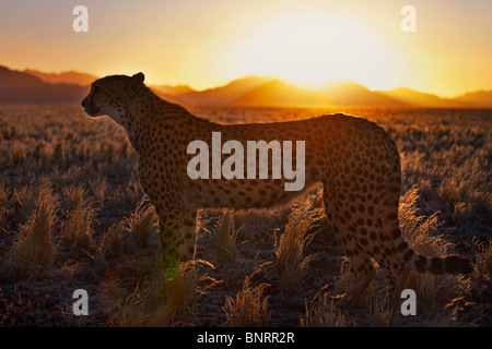 Gepard (Acinonyx Jubatus) im Silhouette stehen in Wüste Lebensraum bei Sonnenuntergang. Namib Wüste Namibia Stockfoto