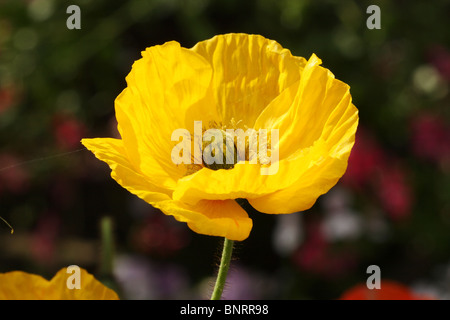 Gelbe Welsh Poppy Meconopsis Cambrica Familie Papaveraceae Stockfoto