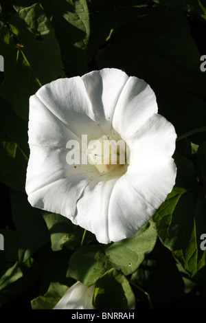 Hecke Ackerwinde Calystegia Sepium Familie Convolvulaceae Blume Stockfoto