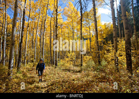 Eine männliche Wanderungen durch glühende Aspen Bäume an einem sonnigen Herbsttag in Colorado. Stockfoto