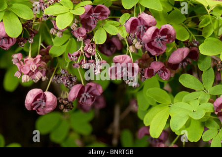 Chocolate Vine, fünf Blatt Akebia (Akebia Quinata), blühend. Stockfoto