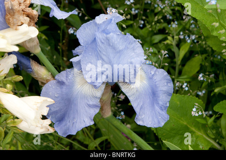 Bartiris blau "Kelmarsh Hall" Gärten, Blumen Blume Blüte blüht Stockfoto