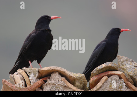 Rot-billed Alpenkrähe (Pyrrhocorax Pyrrhocorax), paar auf dem Dach auf einem alten Haus. Stockfoto