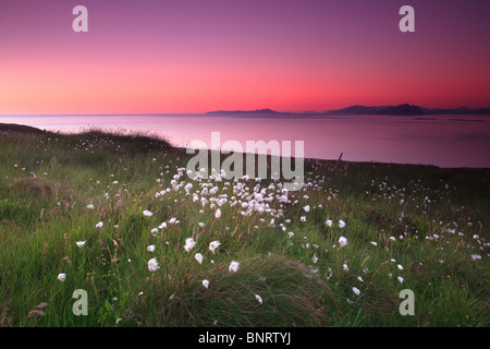 Sommerabend auf der Insel Runde in Herøy Kommune, Møre Og Romsdal, Norwegen. Stockfoto