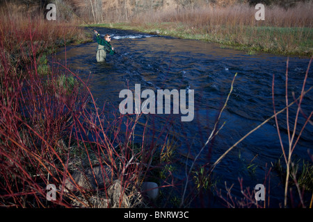 Ein Mann wirft er fliegen Fische bei Sonnenaufgang im zeitigen Frühjahr auf Provo River, Utah. Stockfoto