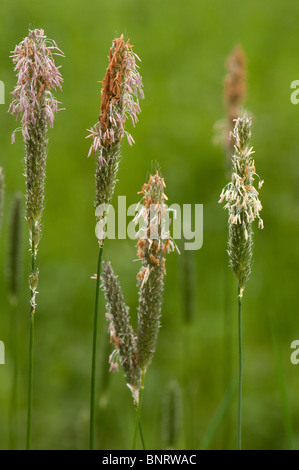 Feld Wiese Fuchsschwanz (Alopecurus Pratense), Blüte. Stockfoto