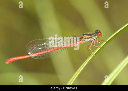 Männliche kleine Red Damselfly (Ceriagrion Tenellum) Stockfoto