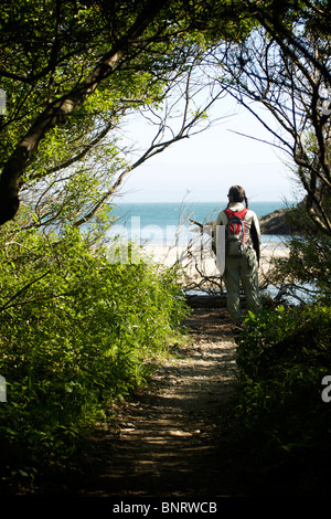 Ein Spaziergang durch die Bäume auf Andrew Molera State Park, Kalifornien. Stockfoto