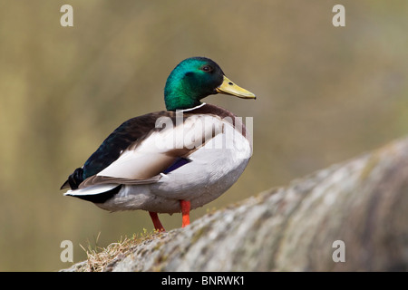 Eine Erwachsene männliche Stockente Stand auf einer Land-Mauer Stockfoto