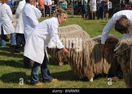 Lincoln Longwool Schafe auf der Heckington, Lincolnshire, England beurteilt zu werden. Stockfoto