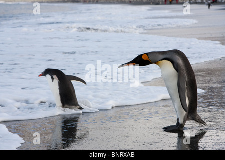 Ein Gentoo Penguin (Pygoscelis Papua) führt ein Königspinguin (Aptenodytes Patagonicus) ins Meer, auf South Georgia Island Stockfoto